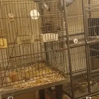 قفس بزرگ پرندگان