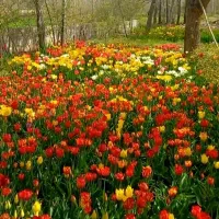 فروش خط تلفن شماره روند