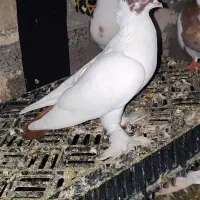 چند جفت کبوتر گره پرشی و نقش معاوضه هم دارم