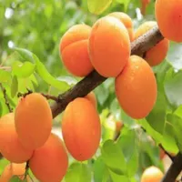 پک 18عددی نهال های میوه گلدانی کاشت تابستانی|خدمات باغبانی و درختکاری|تهران, افسریه|دیوار