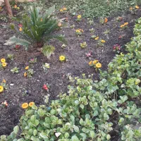 خدمات باغبانی وسمپاشی گلکاری هرسکاری صفرتاصدهمه جا|خدمات باغبانی و درختکاری|پردیس, فاز ۲|دیوار