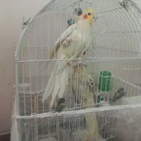 جفت عروس هلندی مولد