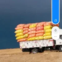 کاه گندم درجه یک|خدمات باغبانی و درختکاری|خلخال, |دیوار