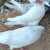 کبوتر|پرنده|بم, |دیوار