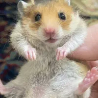 همستر بازیگوش خوشگل