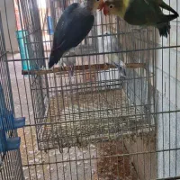 طوطی کوتوله عروس هلندی|پرنده|رفسنجان, |دیوار