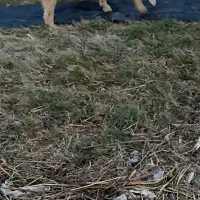 گوسفند|حیوانات مزرعه|فاریاب, |دیوار