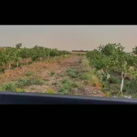 زمین 45هکتار همراه چاه|اجارهٔ دفتر صنعتی، کشاورزی، تجاری|جوادآباد, |دیوار