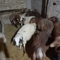 ۱۴راس کاورنرجفتی۳۰میلیون|حیوانات مزرعه|بلبان آباد, |دیوار