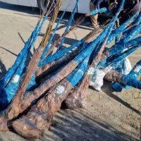 ارائه نهال سنوبر یک الی یک و نیم متری فقط۱۵ هزار|خدمات باغبانی و درختکاری|دیلمان, |دیوار