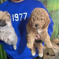 توله سگ پودل و پامر و میناطوری موجوده