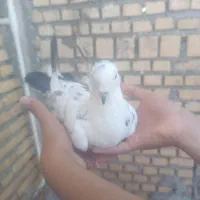 فروش ۱۰ عدد کبوتر