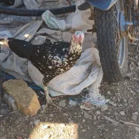 دوعدد جوجه لاری