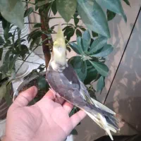 جوجه عروس سینامون