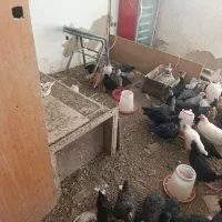 پرنده