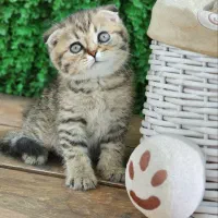 گربه اسکاتلندی چشم رنگی