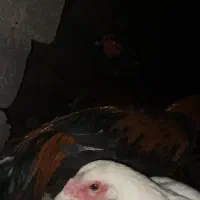 خروس اصیل لاری|حیوانات مزرعه|جزنیک, |دیوار