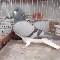 دمگیر|پرنده|اصفهان, خانه اصفهان|دیوار