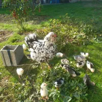 گلین باجوجه