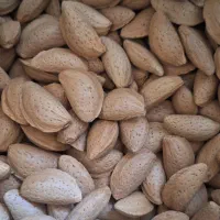 گردو درجه یک ۵۰۰ بادام مامایی صادراتی ۶۰۰|خوردنی و آشامیدنی|بروجن, |دیوار