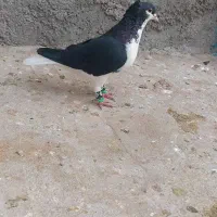 ساده کاکل|پرنده|زاهدان, |دیوار