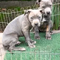 توله پیتبول بلو|سگ|رشت, گلسار|دیوار