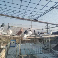 11 کفتر|پرنده|کرج, حصار|دیوار