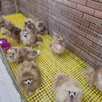 پرورش تخصصی نژاد پامرانین خرسی عروسکی روباهی|سگ|بادرود, |دیوار