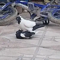 کبوتر پرستویی پرشی