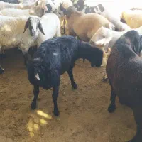 بره چاق|حیوانات مزرعه|شیراز, شهرک ایثار|دیوار