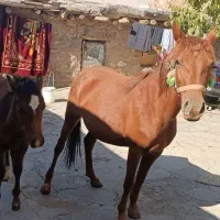 مادیون وکره