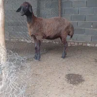 بره گوسفند افشار|حیوانات مزرعه|انبارآلوم, |دیوار