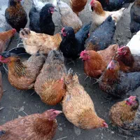 مرغ گلپایگانی