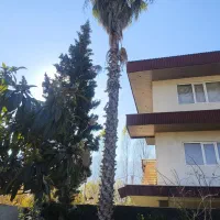 درخت پالم|گل و گیاه طبیعی|نوشهر, |دیوار