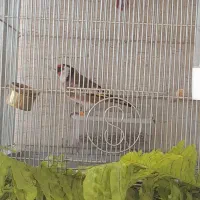 قفس s ریز بافت