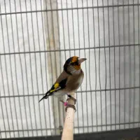 سهره زاغ سیاه سر|پرنده|تهران, کوی بیمه|دیوار