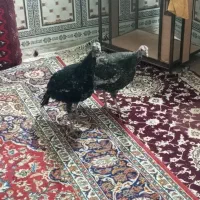 بوقلمون ماده|حیوانات مزرعه|هامون, |دیوار