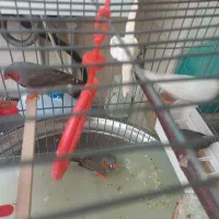 فنچ دو جفت تکمیل با قفس