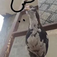 گلین لری،بوقلمون،اردک،تاقچه