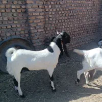 نر بز پاکستانی اصل|حیوانات مزرعه|مه ولات, |دیوار