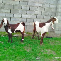 بز شیشک و بزغاله ماده پاکستانی جنس عالی