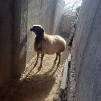 میش شال|حیوانات مزرعه|ضیاء آباد, |دیوار