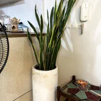 گیاه سانسوریا