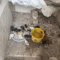 تخم گلین اشتراکی