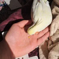 عروس هلندی جفت