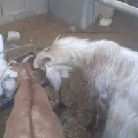 چبش ۱ساله|حیوانات مزرعه|بیرجند, |دیوار