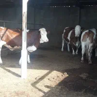 فروش گوساله پرواری|حیوانات مزرعه|شیروان (خراسان), |دیوار