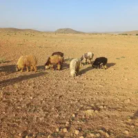 بره