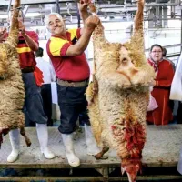 آف 5روزه/گوسفند زنده شکمخالی نصفه گوشت/خونی