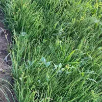 نهال پیاز دستگیری مینروای سفید برفی|گل و گیاه طبیعی|جیرفت, |دیوار